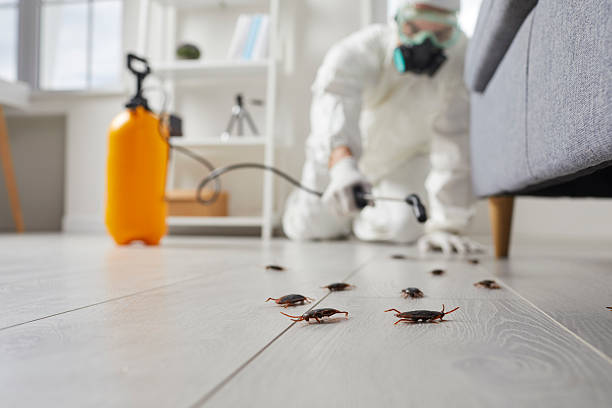 Commercial Kitchen Cockroach Control in North Beach Haven